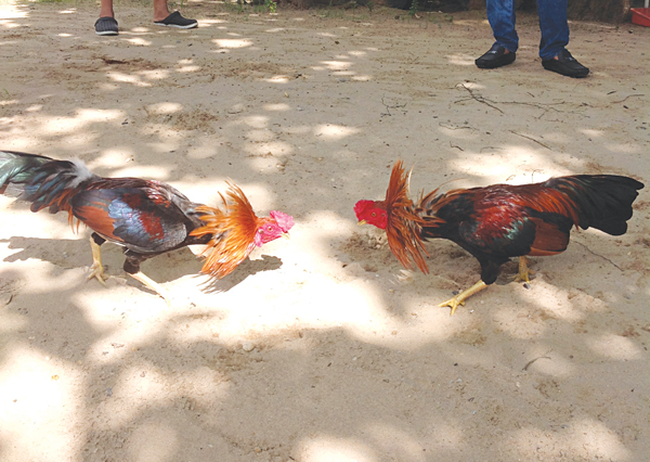 Bắt giữ 23 đối tượng đang tổ chức đá gà ăn tiền ở Đồng Nai